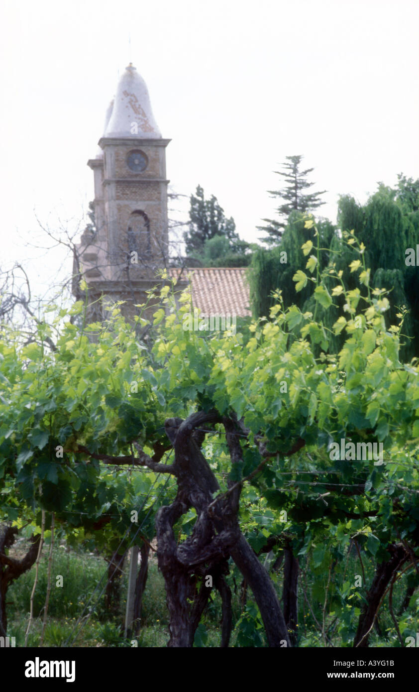 Vigne à Maipu avec l'église en arrière-plan Banque D'Images