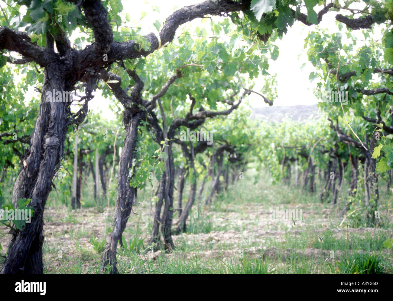 Vieille vigne à Maipu, près de la ville de Mendoza. Banque D'Images