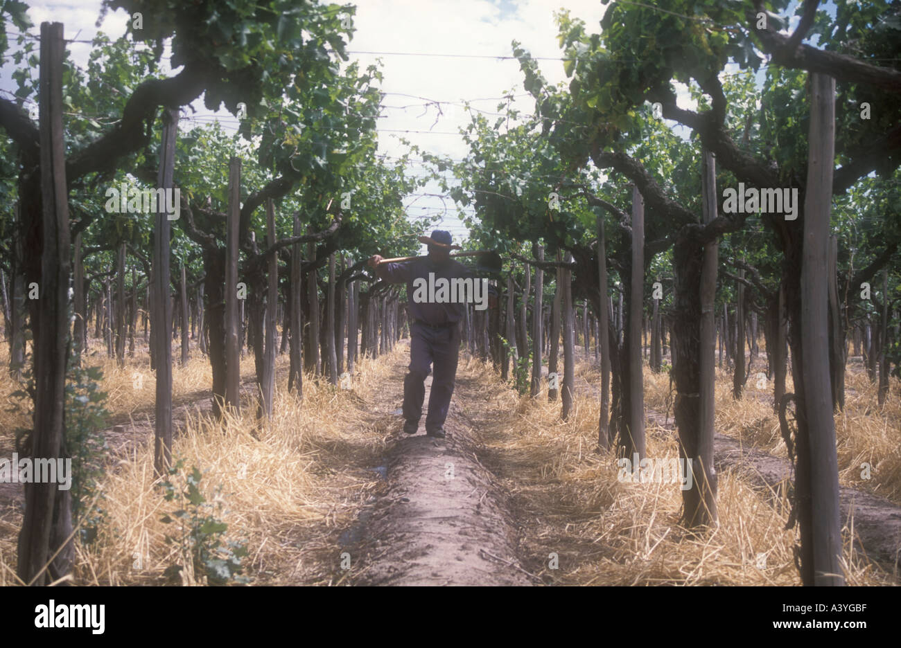 Vignobles à l'ouest de l'Argentine Maipu Banque D'Images