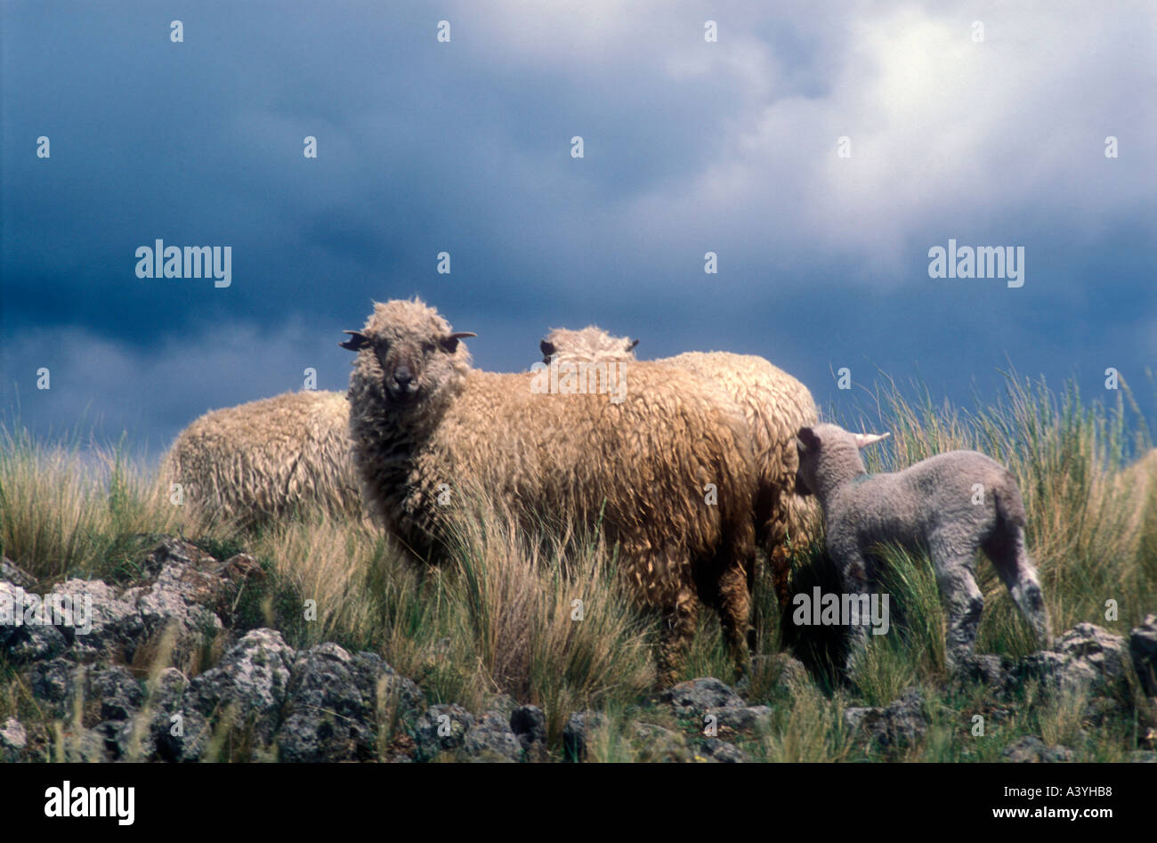 Mouton à les montagnes du centre de l'Argentine Banque D'Images