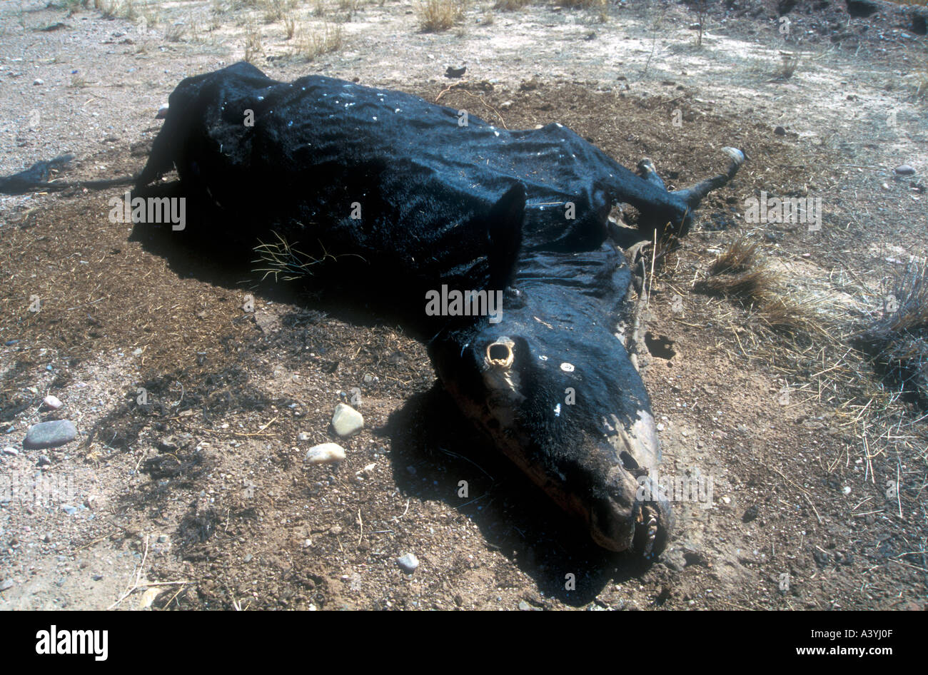 Vache morte lors d'une route dans le désert de l'ouest de l'Argentine Banque D'Images