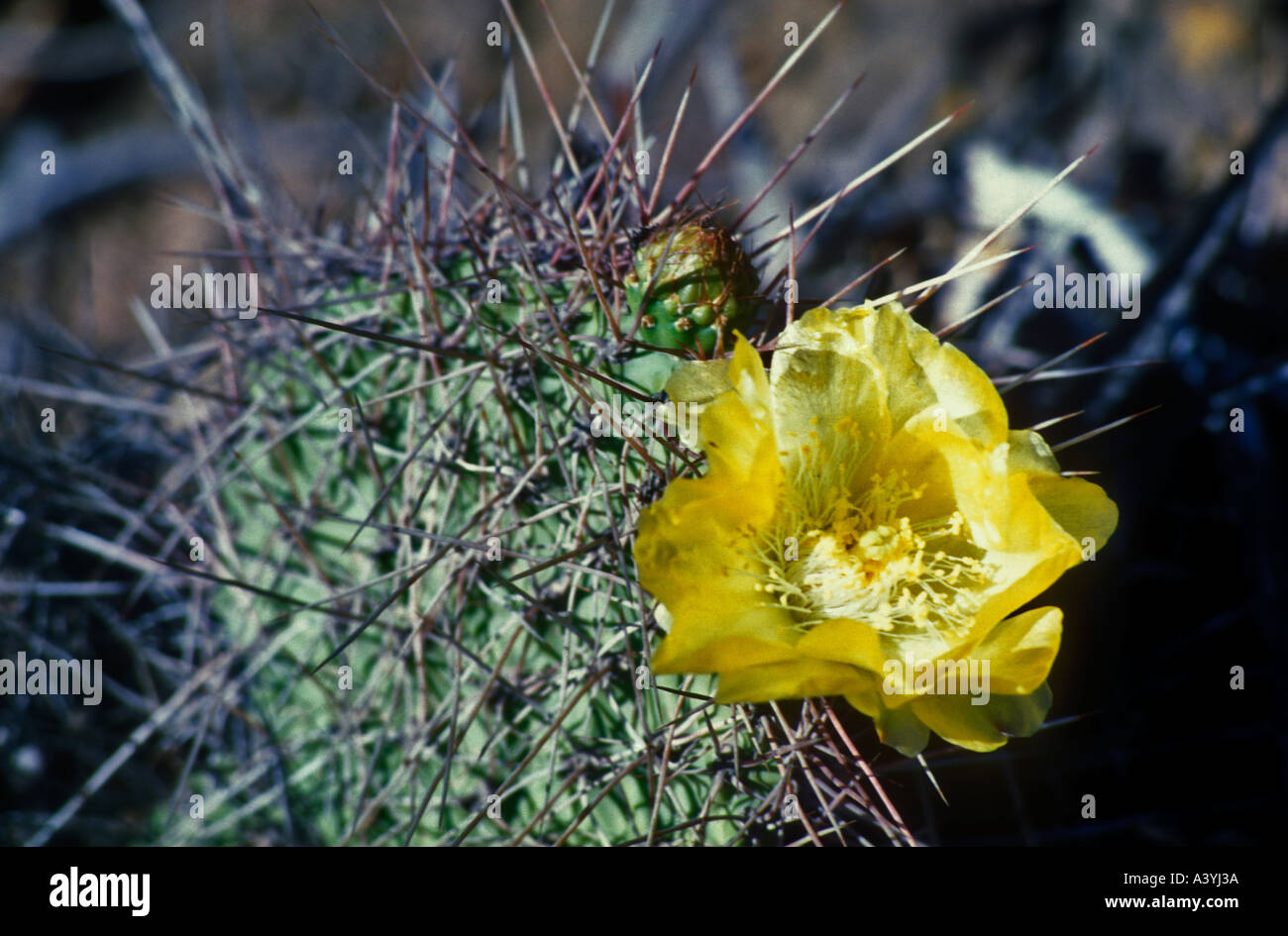 La floraison des cactus Opuntia sulphurea Banque D'Images