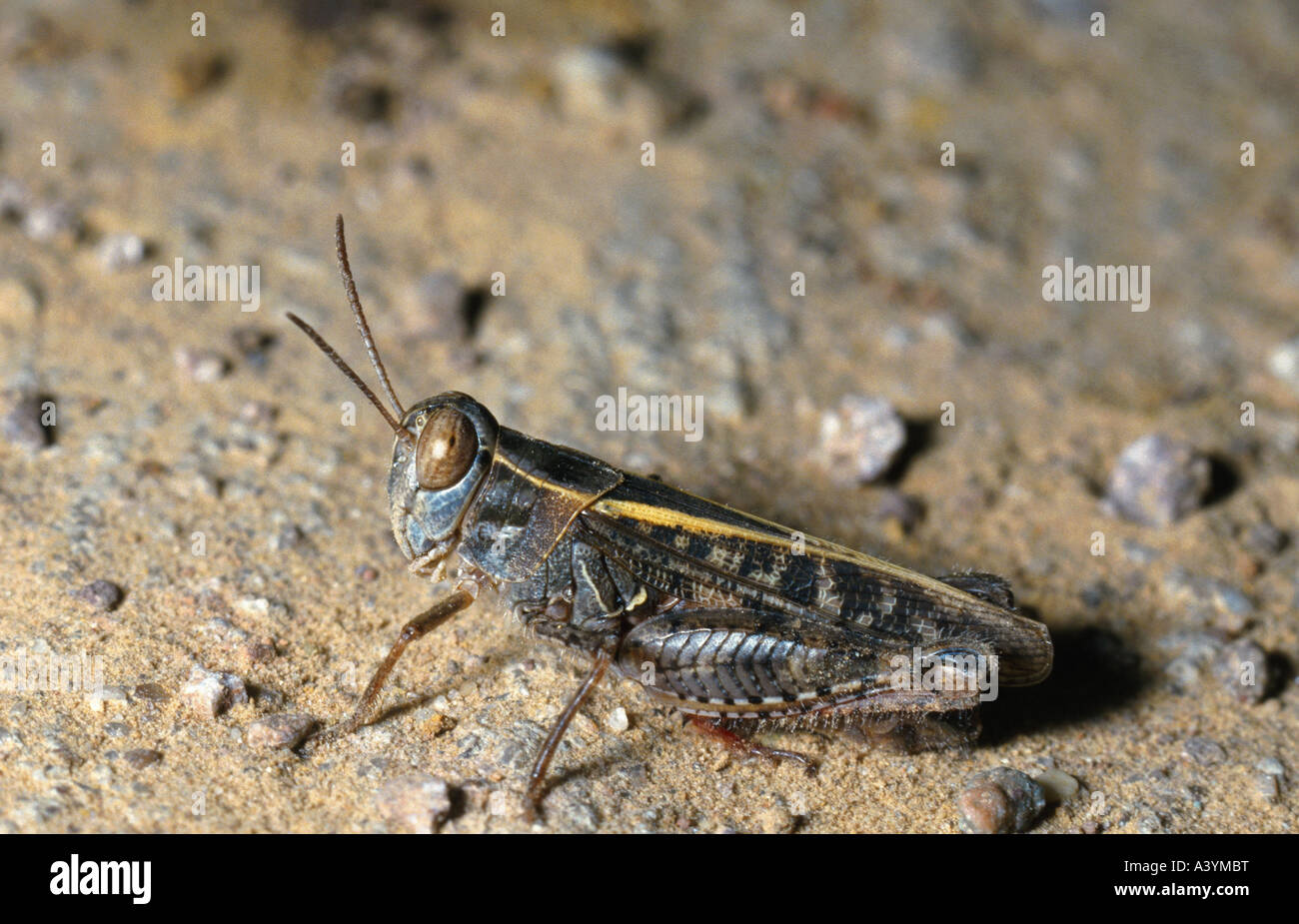 Criquet italien (Calliptamus italicus) Banque D'Images