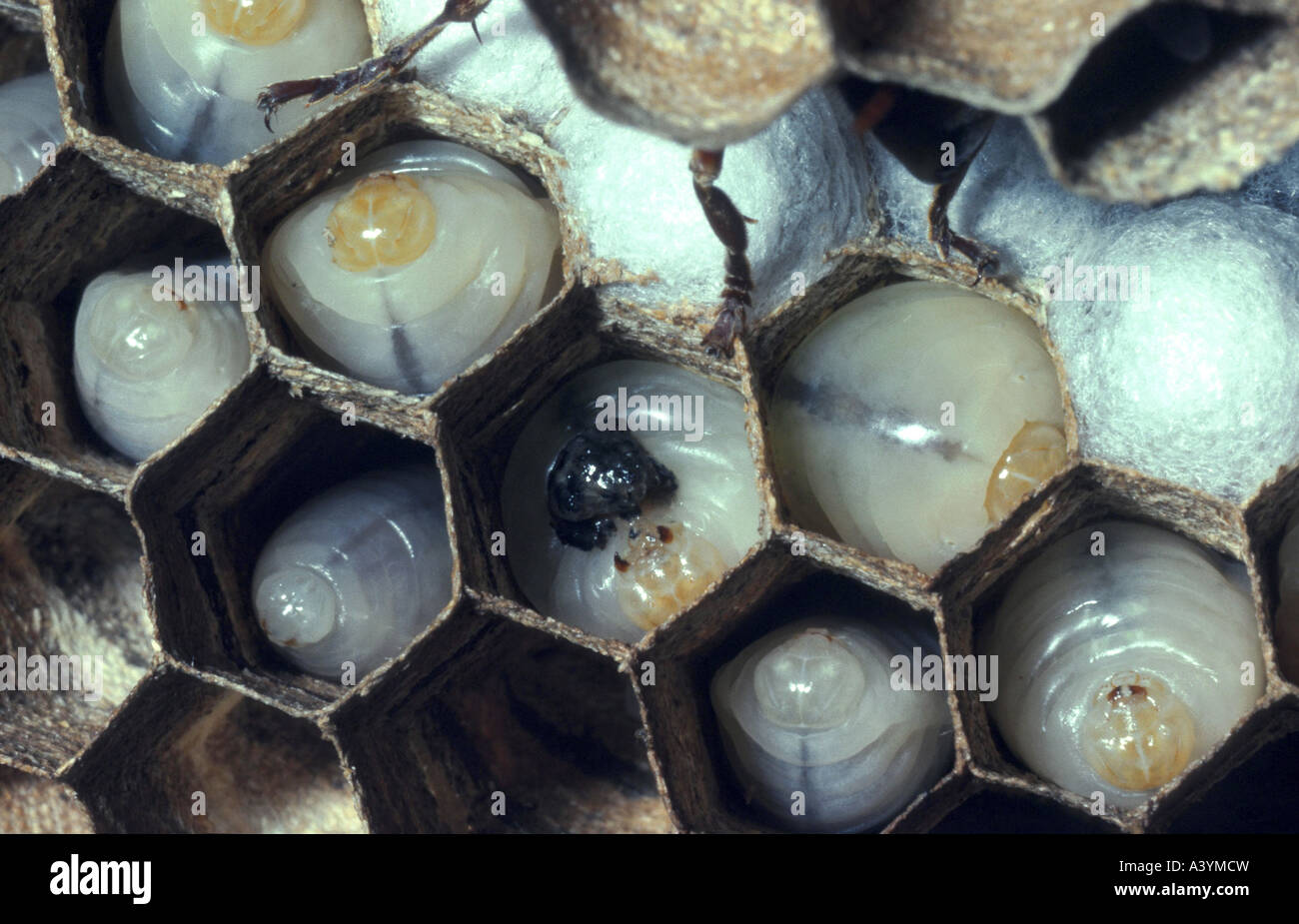 Gras hornet (Dolichovespula maculata), larves et pupes Banque D'Images