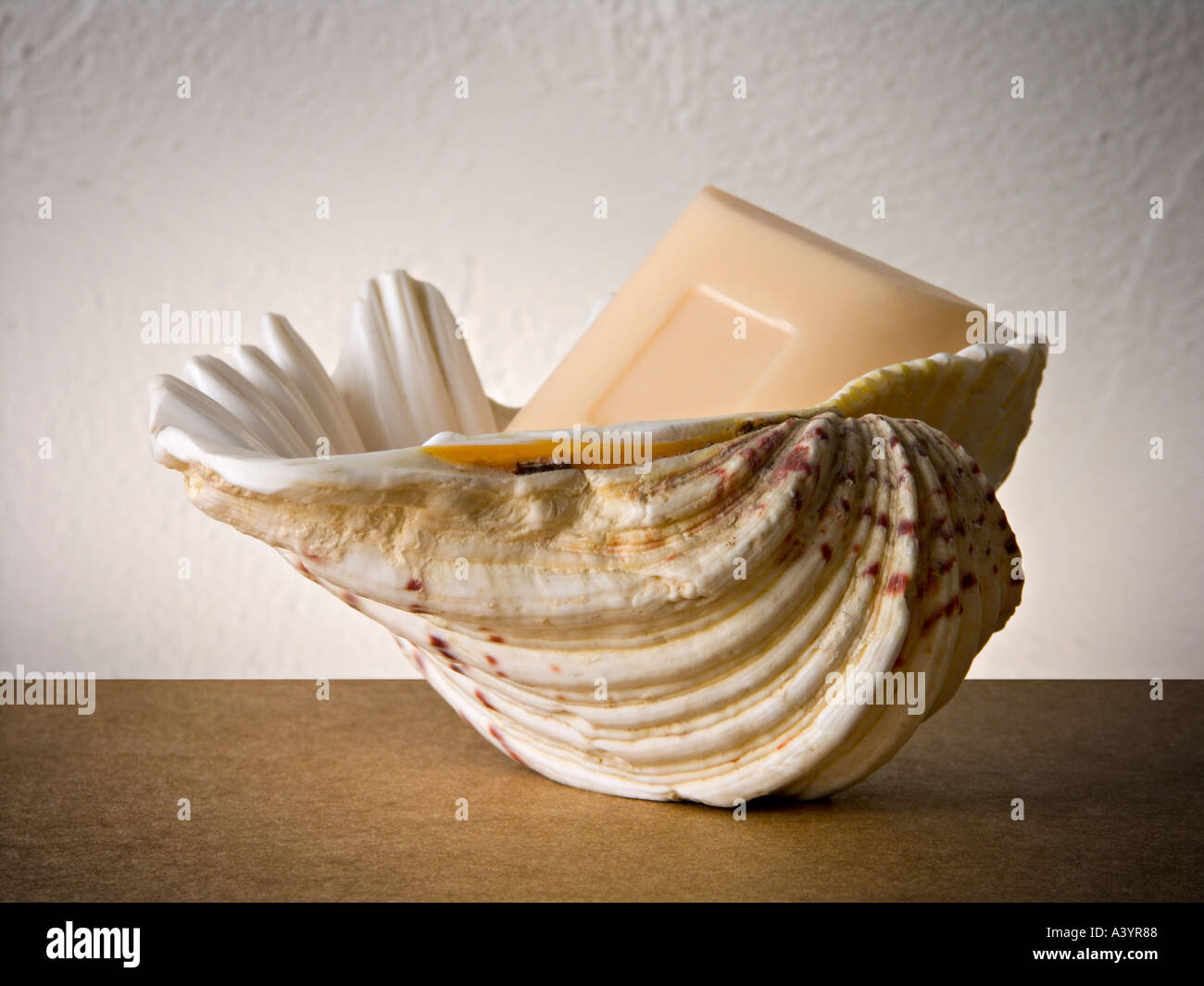 Un coquillage porte-savon Photo Stock - Alamy