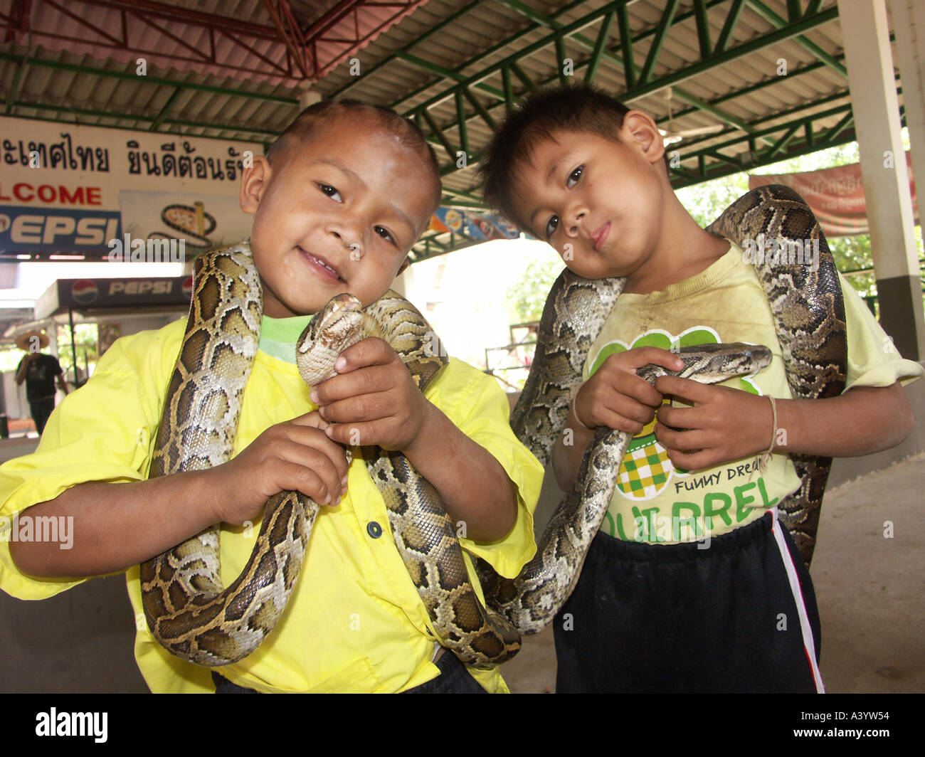 Trois ans Pird et Tya une nouvelle génération de boxeurs cobra sur scène avec d'autres serpents à Ban Kok Sa Nga Thaïlande Banque D'Images