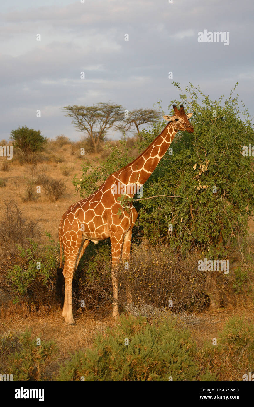 Giraffe réticulée (Giraffa camelopardalis) recticulata, navigation, Kenya Banque D'Images