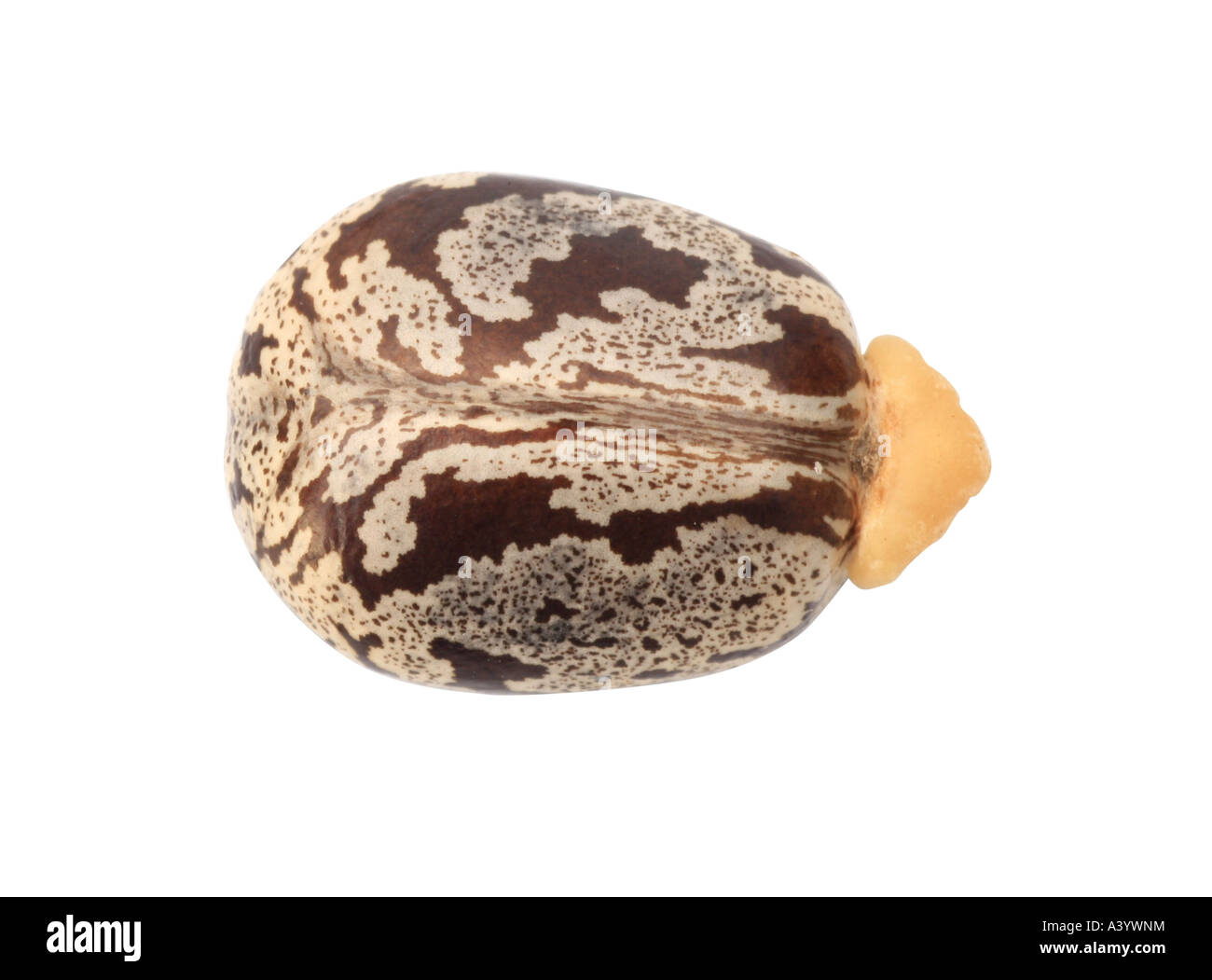Ricine Rougf Ricin, le ricin, la ricine, ricin, Castorbean (Ricinus communis), seul ...