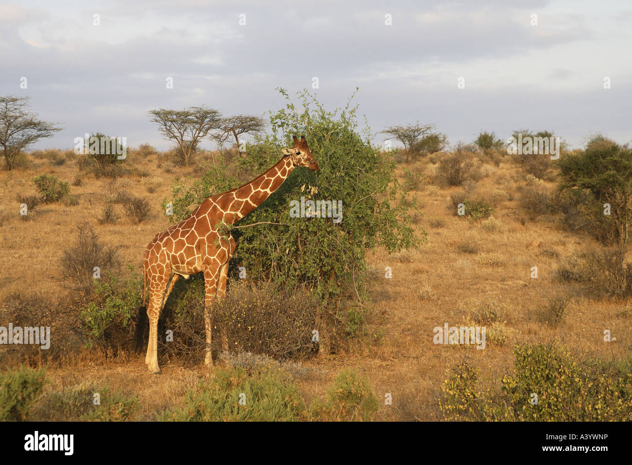 Giraffe réticulée (Giraffa camelopardalis) recticulata, navigation, Kenya, Samburu np Banque D'Images
