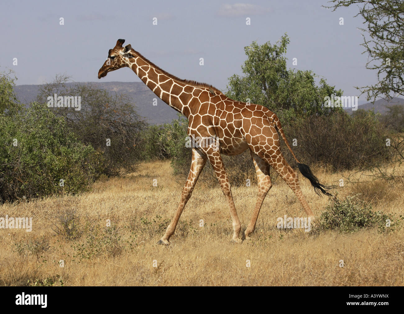 Giraffe réticulée (Giraffa camelopardalis) recticulata, tournant, Kenya, Samburu np Banque D'Images
