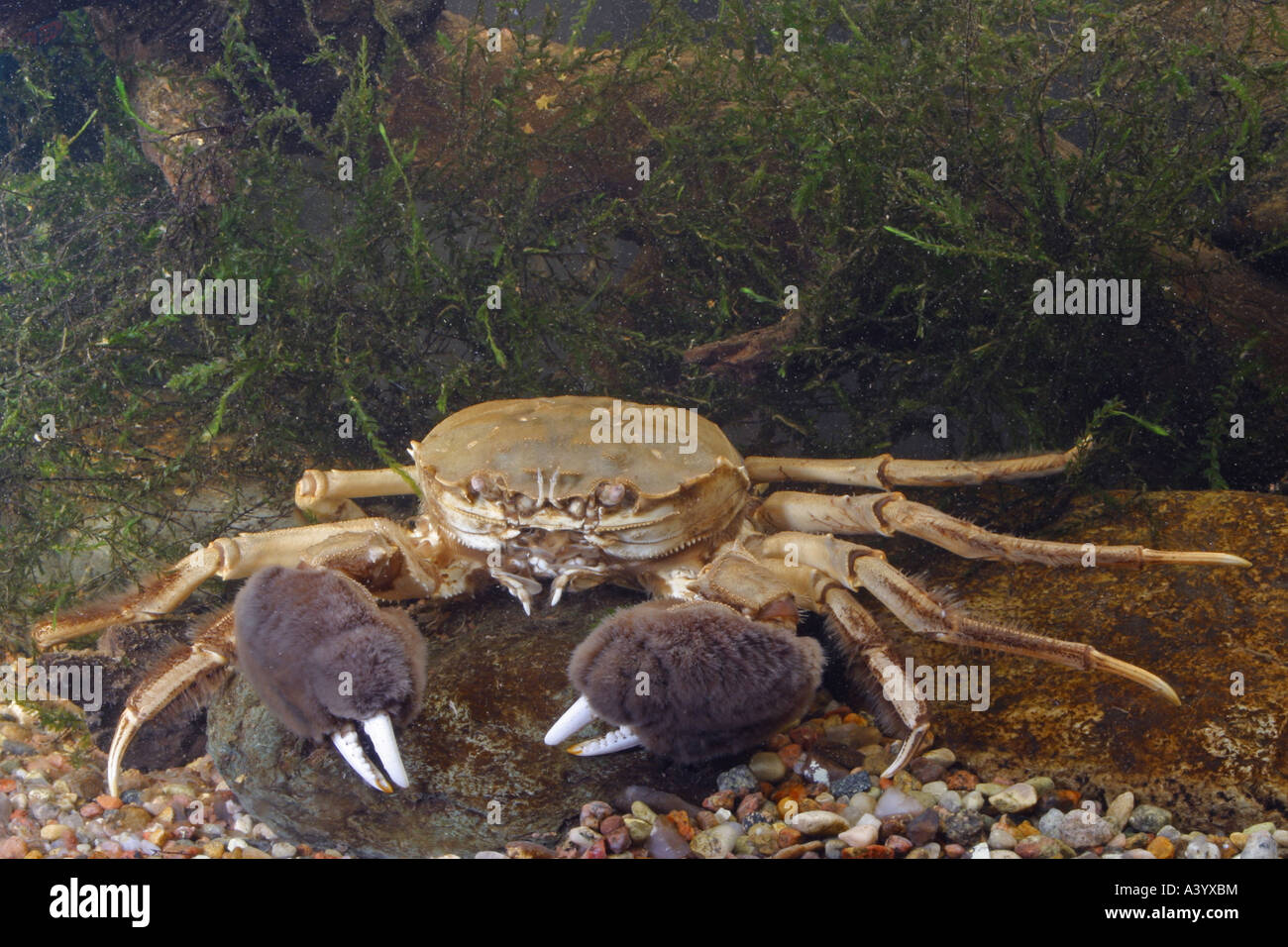 Crabe chinois (Eriocheir sinensis), portrait d'un seul animal Banque D'Images