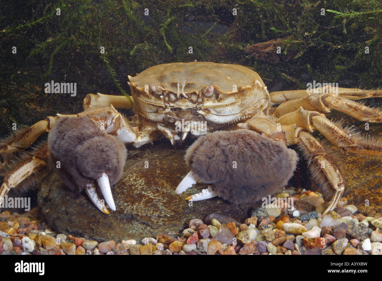 Crabe chinois (Eriocheir sinensis), portrait d'un seul animal Banque D'Images