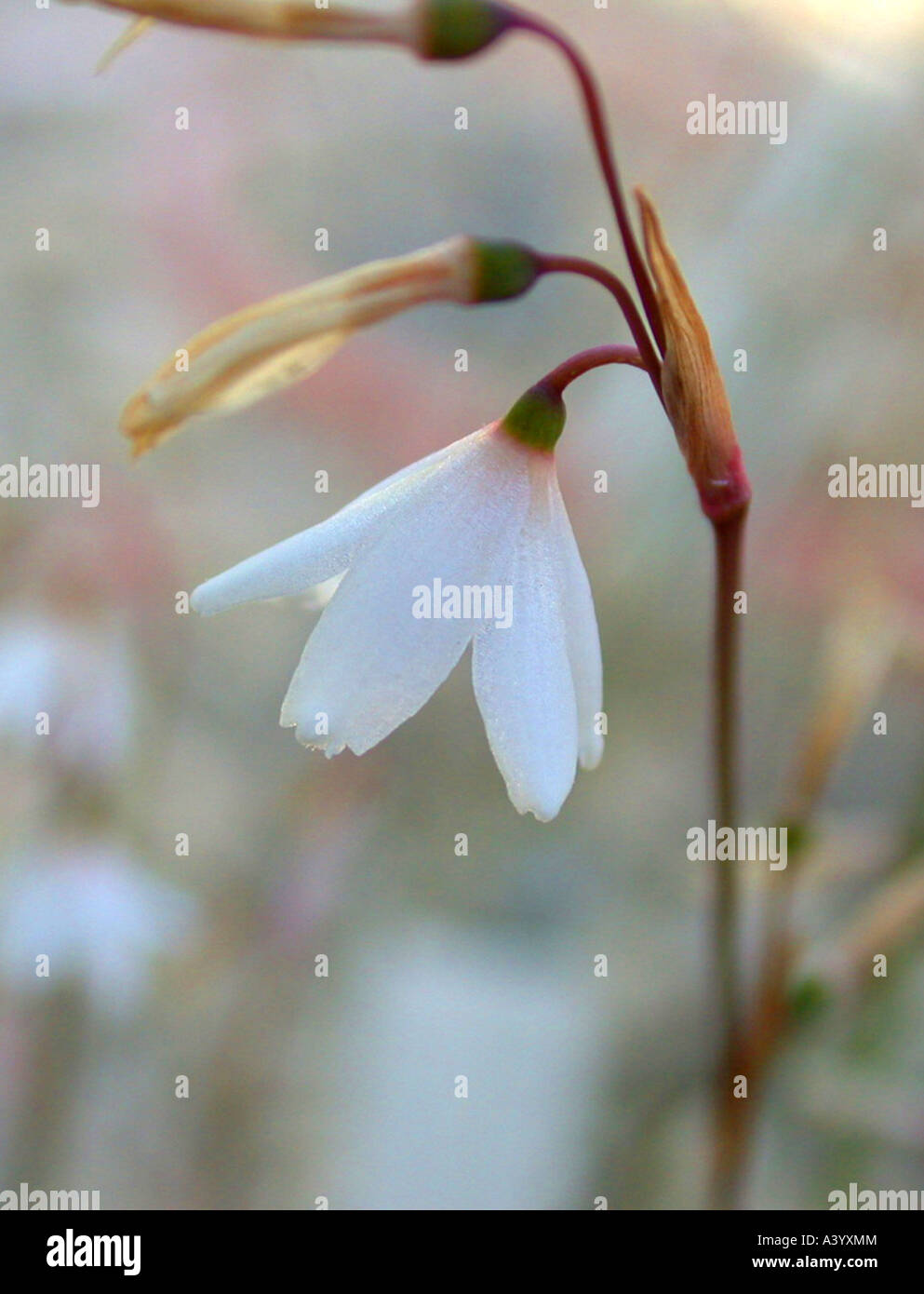 Valentine snowflake (Leucojum valentinum), fleur Banque D'Images