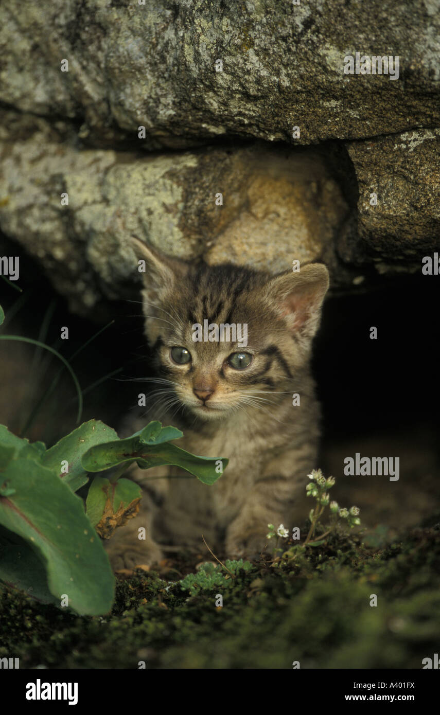 Chat sauvage d'Europe Felis sylvestris Espagne Youngeur Banque D'Images