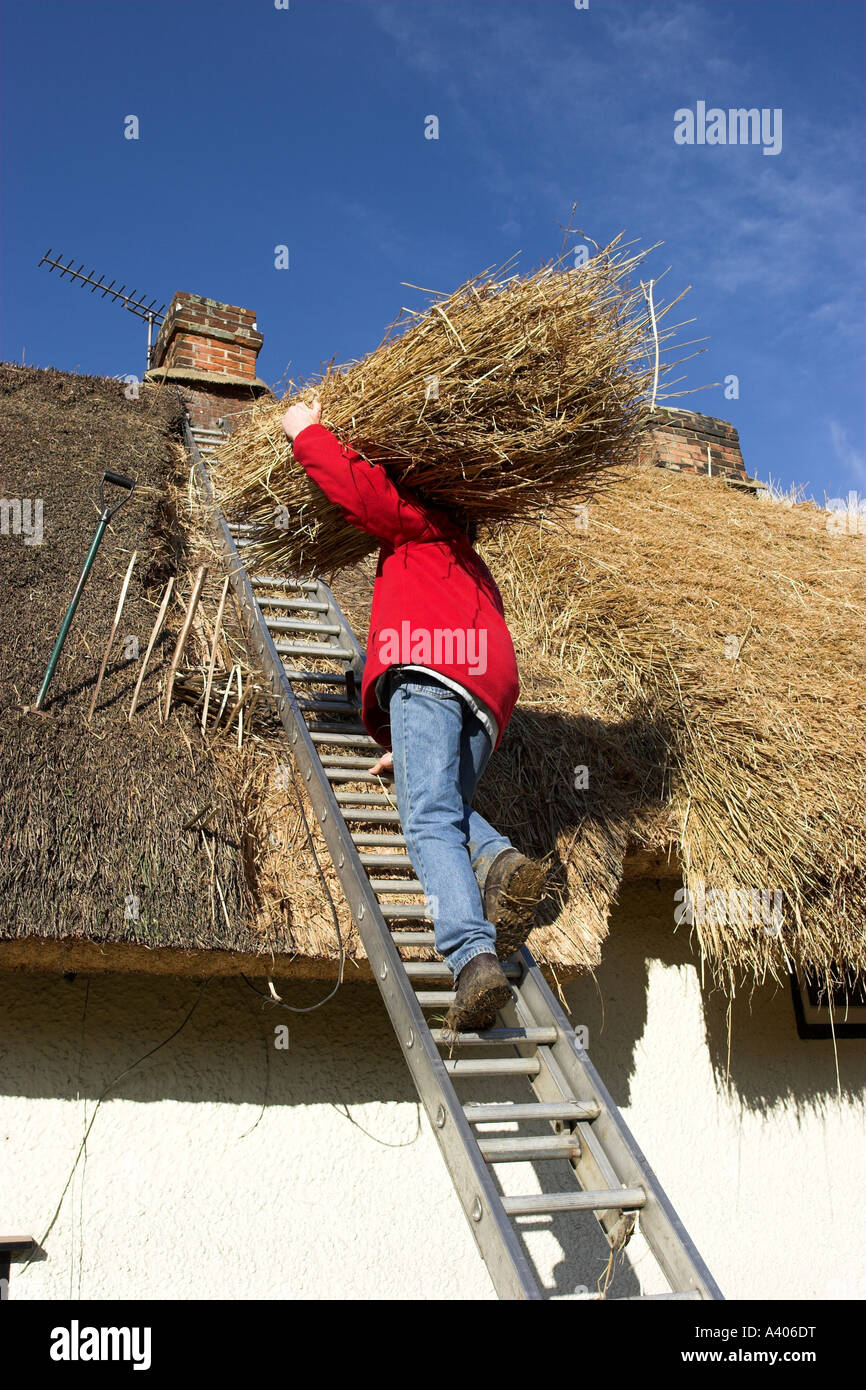 Thatcher l'ascension d'une échelle avec un paquet de paille longue pour être utilisé pour les toitures un vieux chalet. Banque D'Images