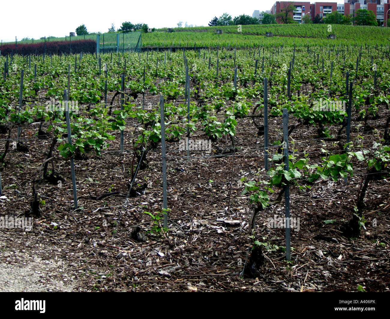 Vignoble, terrain, terrain, cheminée, sol sain, le vin, les feuilles, le français, l'image Banque D'Images