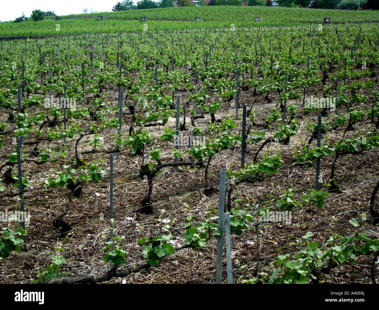 Vigniard,vigne, Champ, terrain, foyer, hearthy terre, le vin, les feuilles Banque D'Images