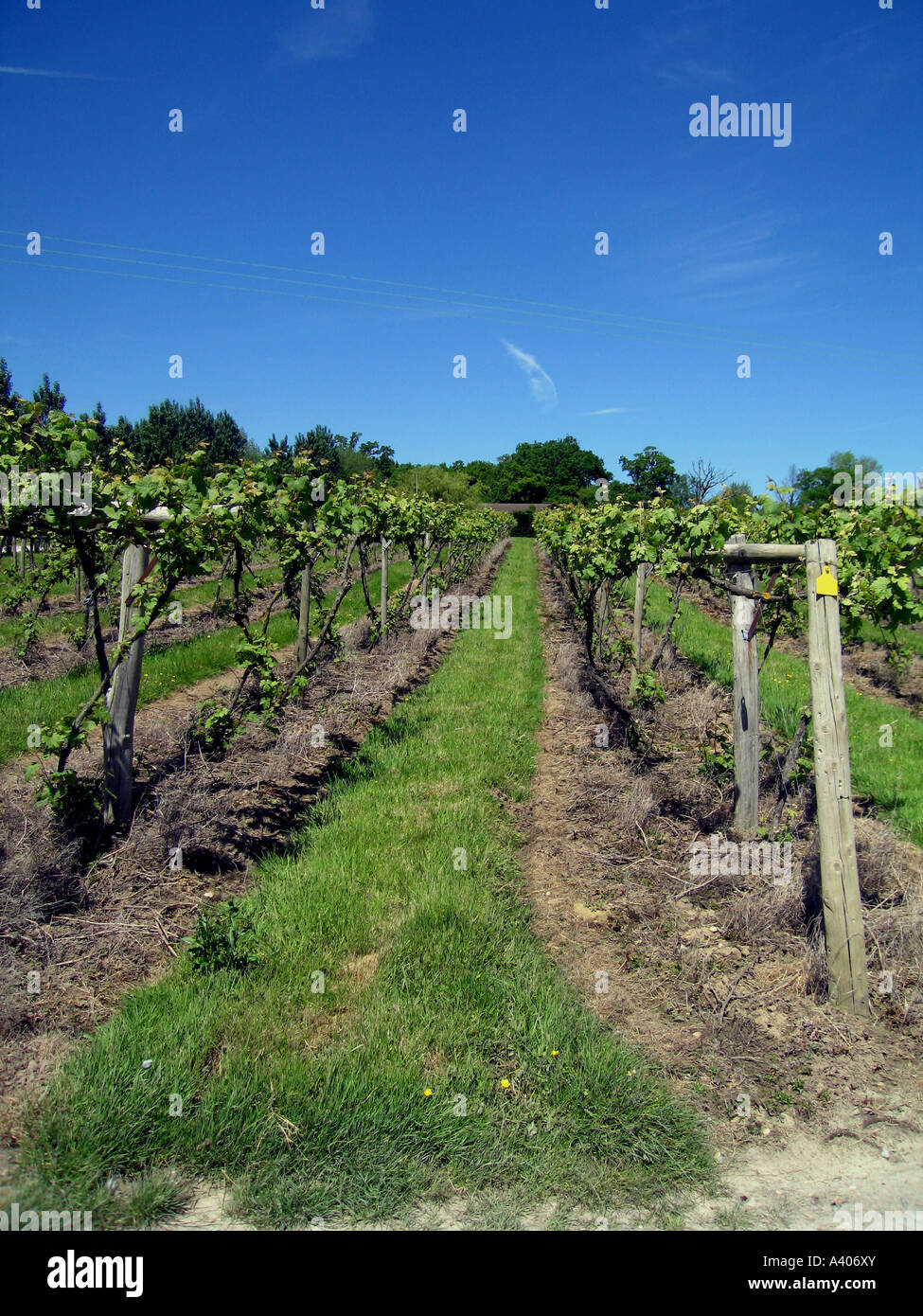 Vineyard Winery ,, journée ensoleillée, cheminée, sol, herbe, feuilles, vin Banque D'Images