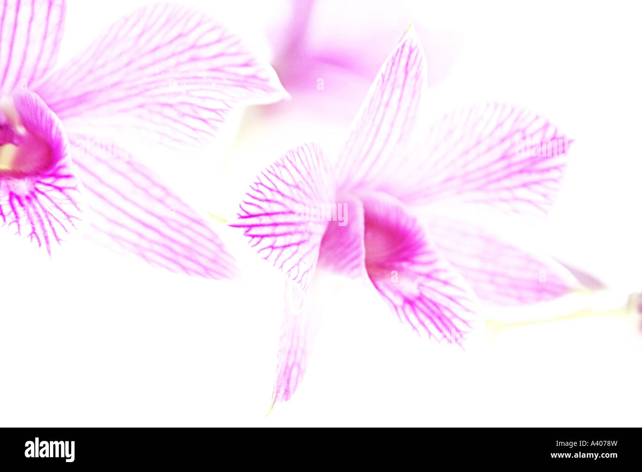 Orchidée rose vif sur un fond blanc. Banque D'Images