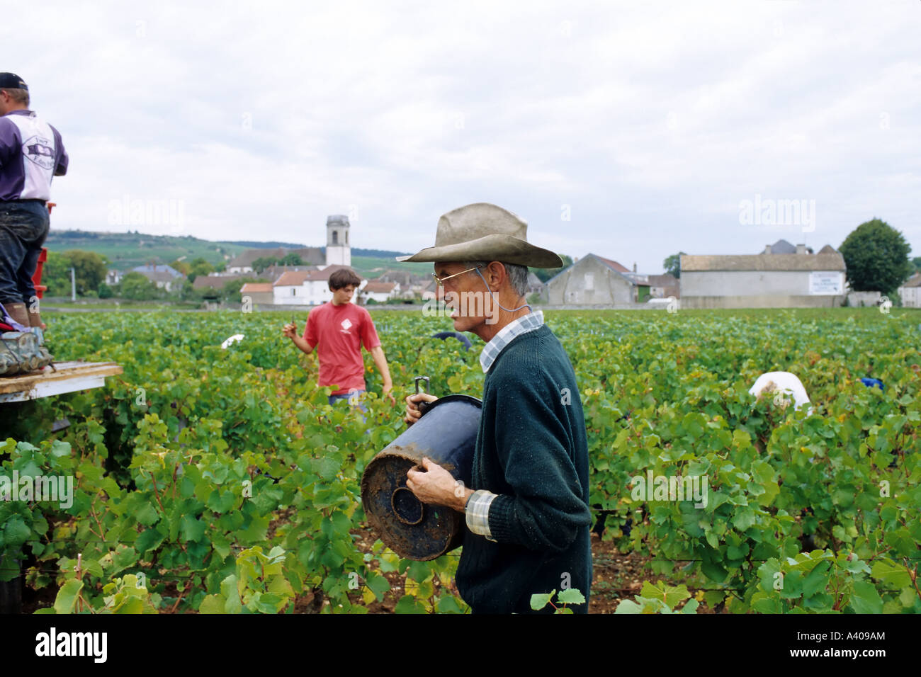 FRANCE BOURGOGNE POMMARD VENDANGES Banque D'Images