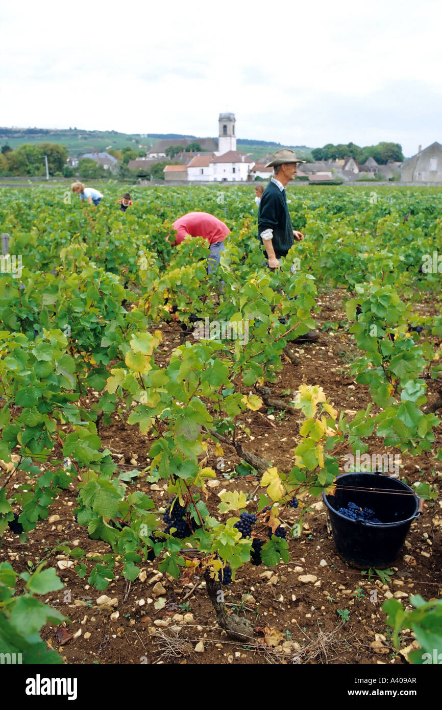 FRANCE BOURGOGNE POMMARD VENDANGES Banque D'Images