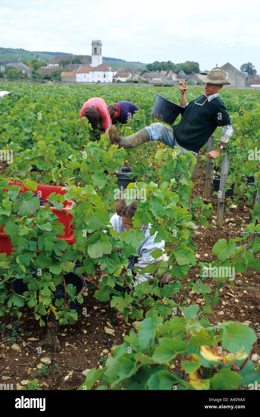 FRANCE BOURGOGNE POMMARD VENDANGES Banque D'Images