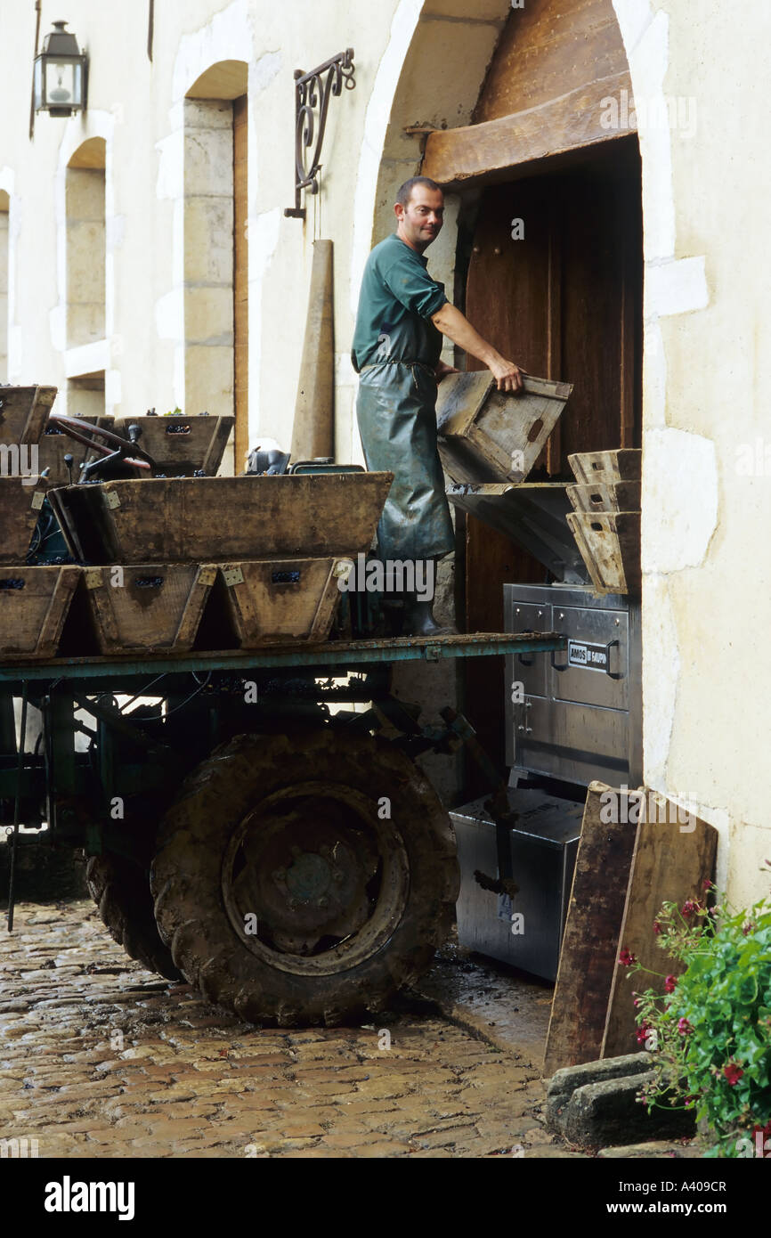 FRANCE BOURGOGNE POMMARD CHÂTEAU DE POMMARD WINERY MAN CARRYING CAISSES AVEC FRESHLY HARVESTED PINOT NOIR VIN DE PRESSE Banque D'Images