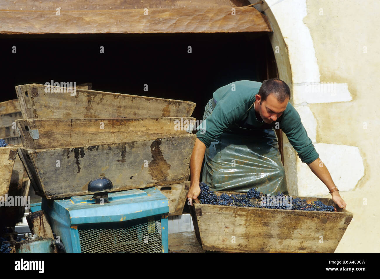 FRANCE BOURGOGNE POMMARD CHÂTEAU DE POMMARD WINERY MAN CARRYING CAISSES AVEC FRESHLY HARVESTED PINOT NOIR VIN DE PRESSE Banque D'Images