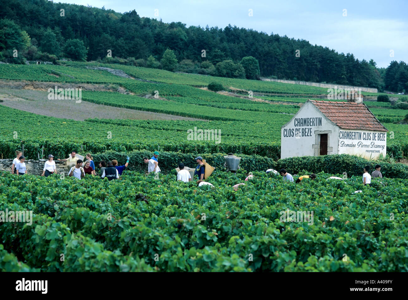 FRANCE BOURGOGNE MOREY-ST-DENIS, VENDANGES Banque D'Images