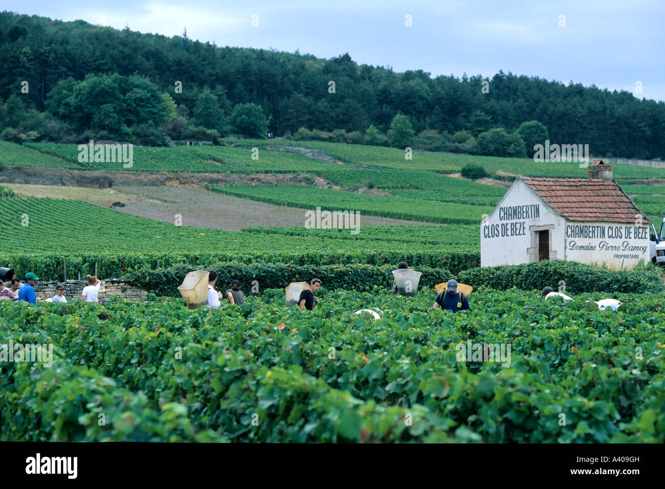 FRANCE BOURGOGNE MOREY-ST-DENIS, VENDANGES Banque D'Images
