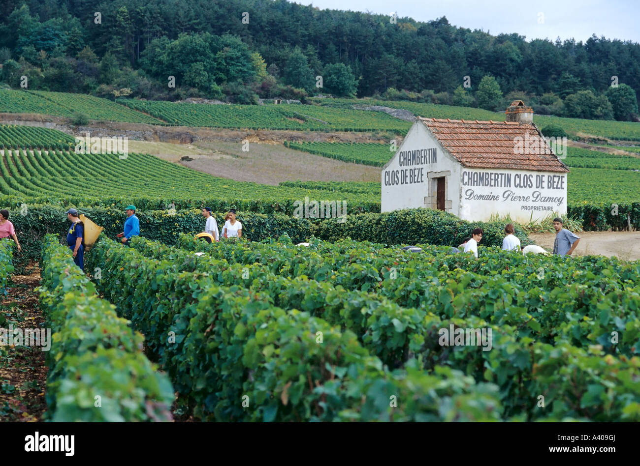 FRANCE BOURGOGNE MOREY-ST-DENIS, VENDANGES Banque D'Images