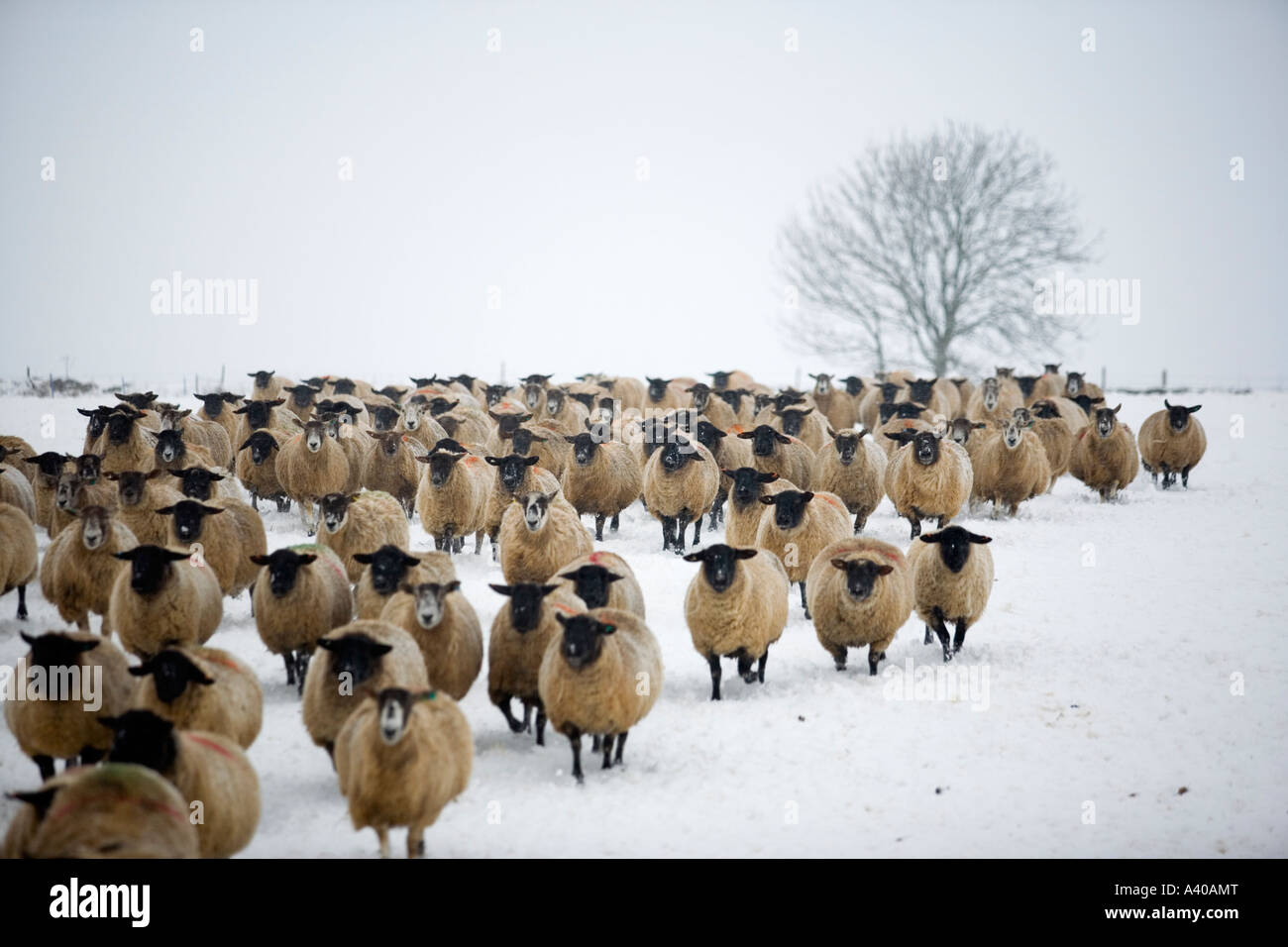 Troupeau de moutons dans un paysage enneigé, Andoversford, les Cotswolds, Gloucestershire, Royaume-Uni Banque D'Images