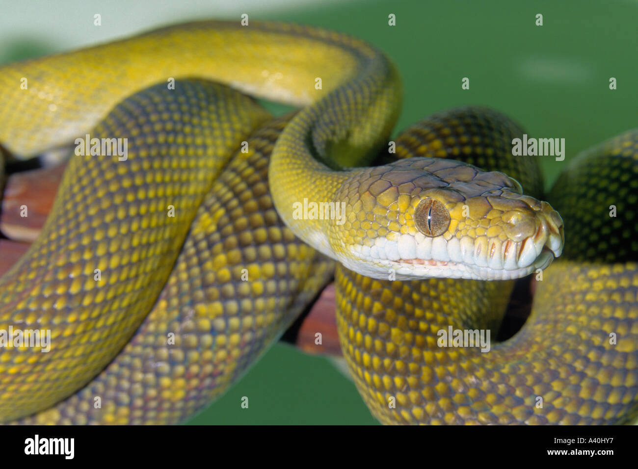 Amethystine python enroulé sur le sujet en captivité. Banque D'Images