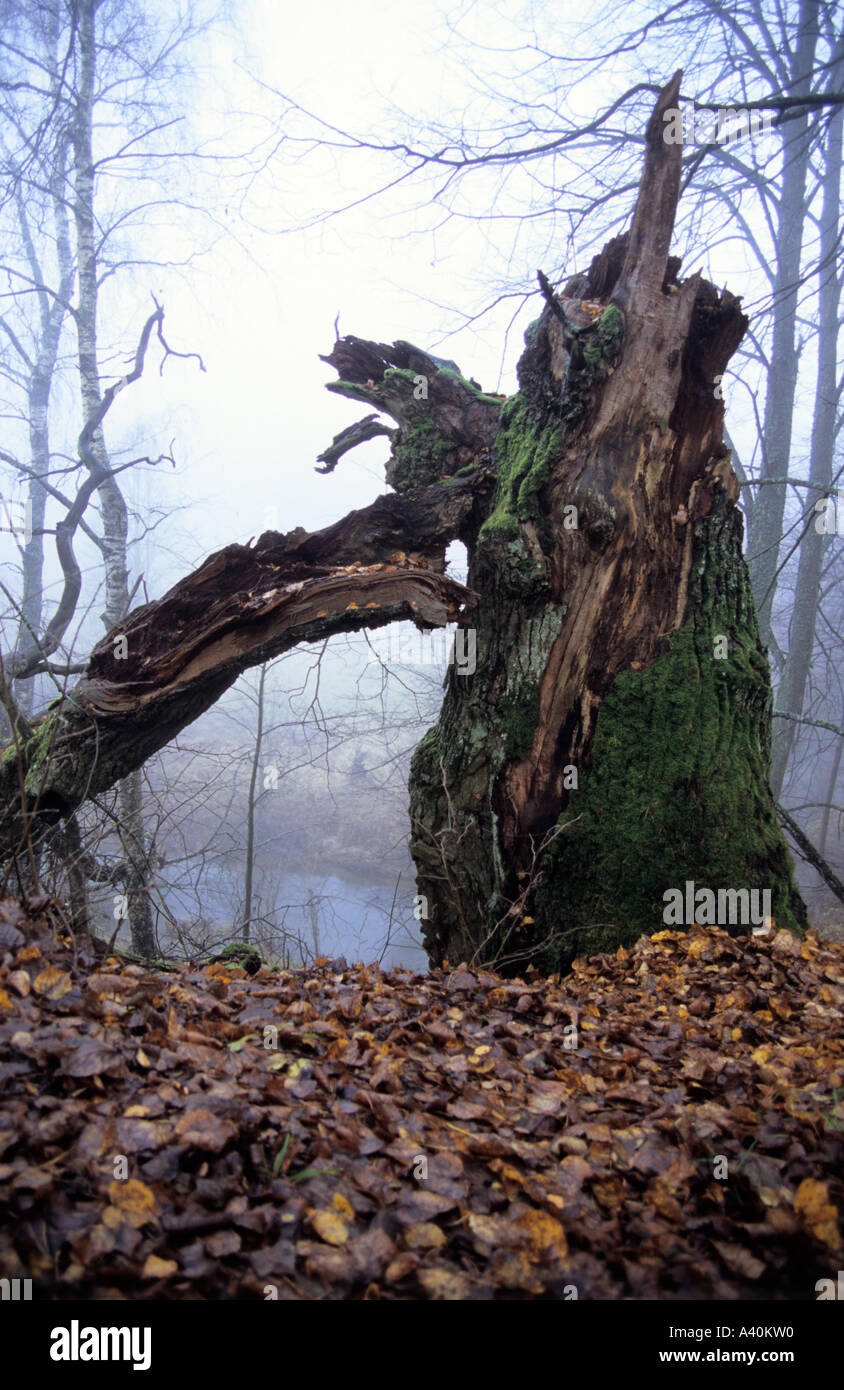 Scenic de fallen Oak tree in Tervete Nature Park Lettonie Banque D'Images