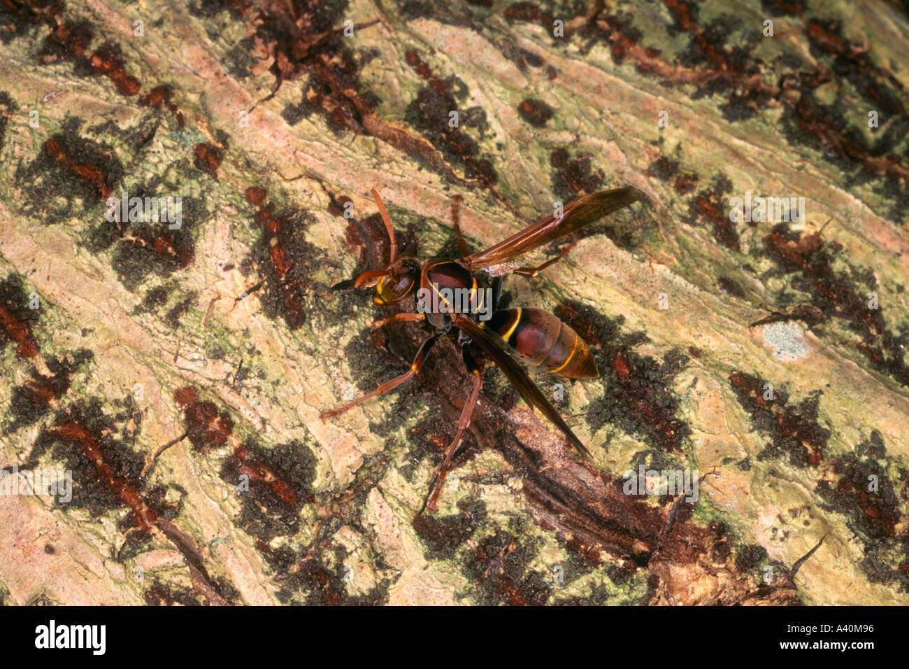 Guêpe australienne en papier, Polistes humilis. Coffs Harbour, NSW, Australie Banque D'Images