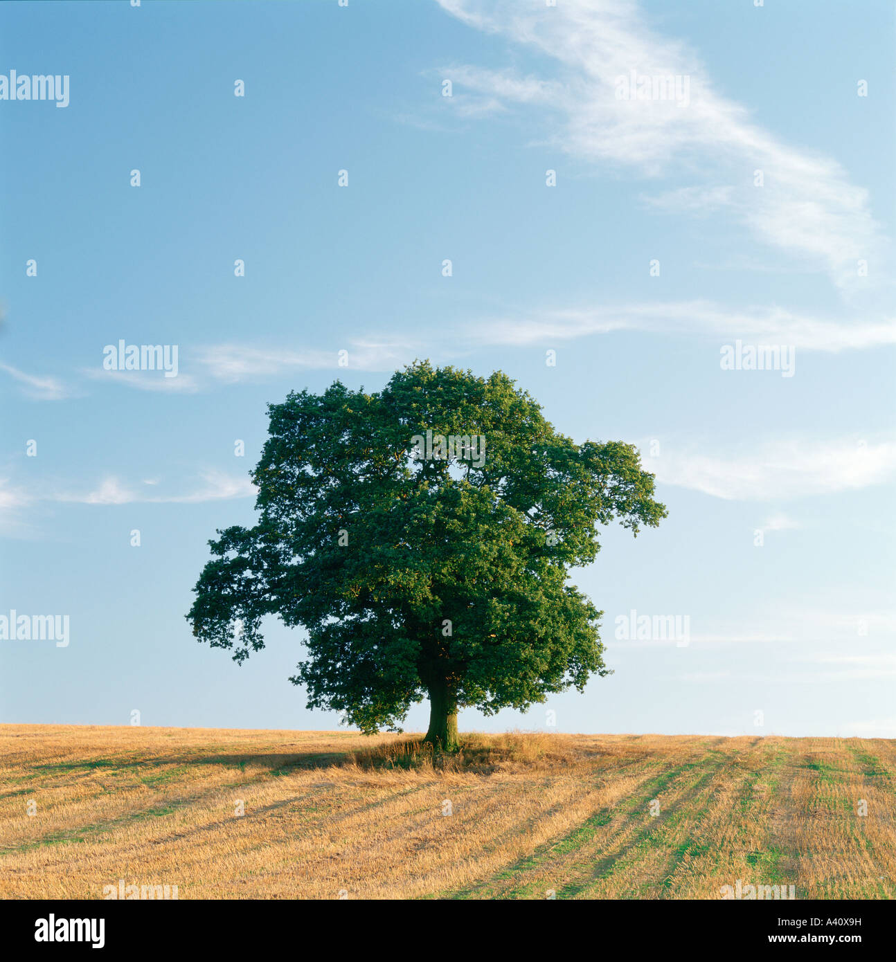 Arbre Lone oak, Quercus robur, dans la zone en été Banque D'Images