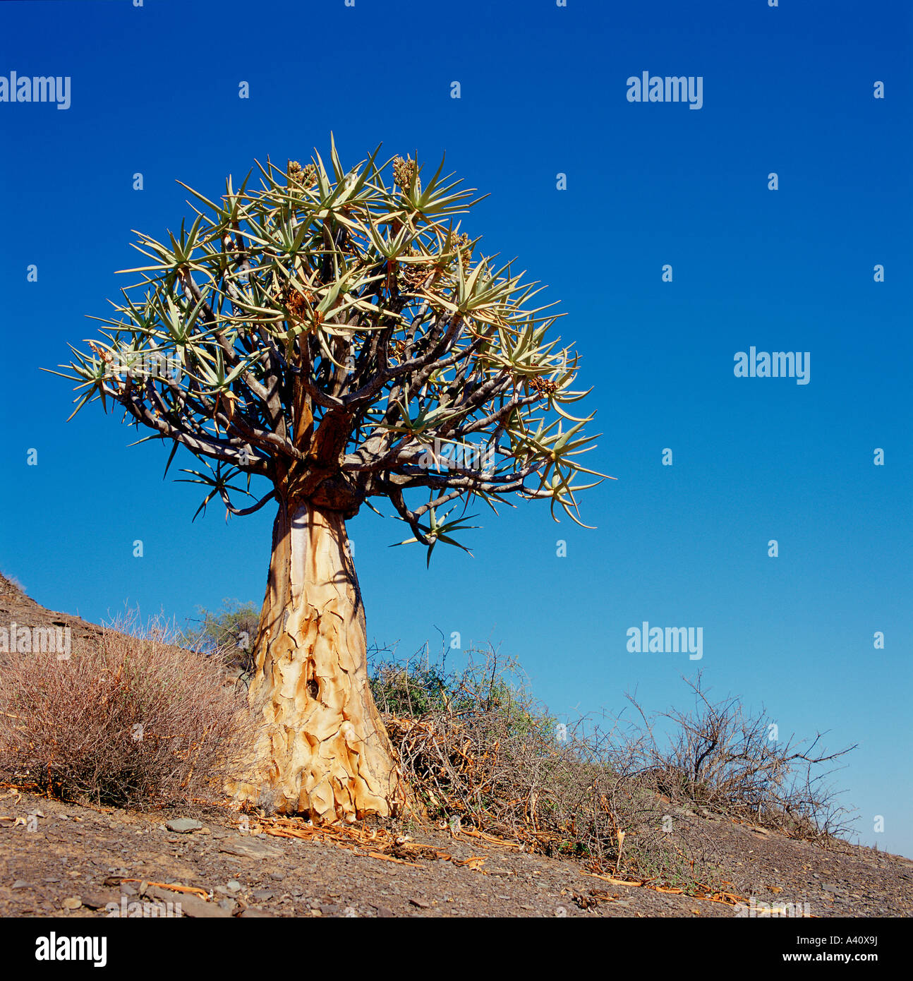 Quiver Tree ou kokerboom, Aloe dichotoma, Namaqualand, Afrique du Sud, Août Banque D'Images