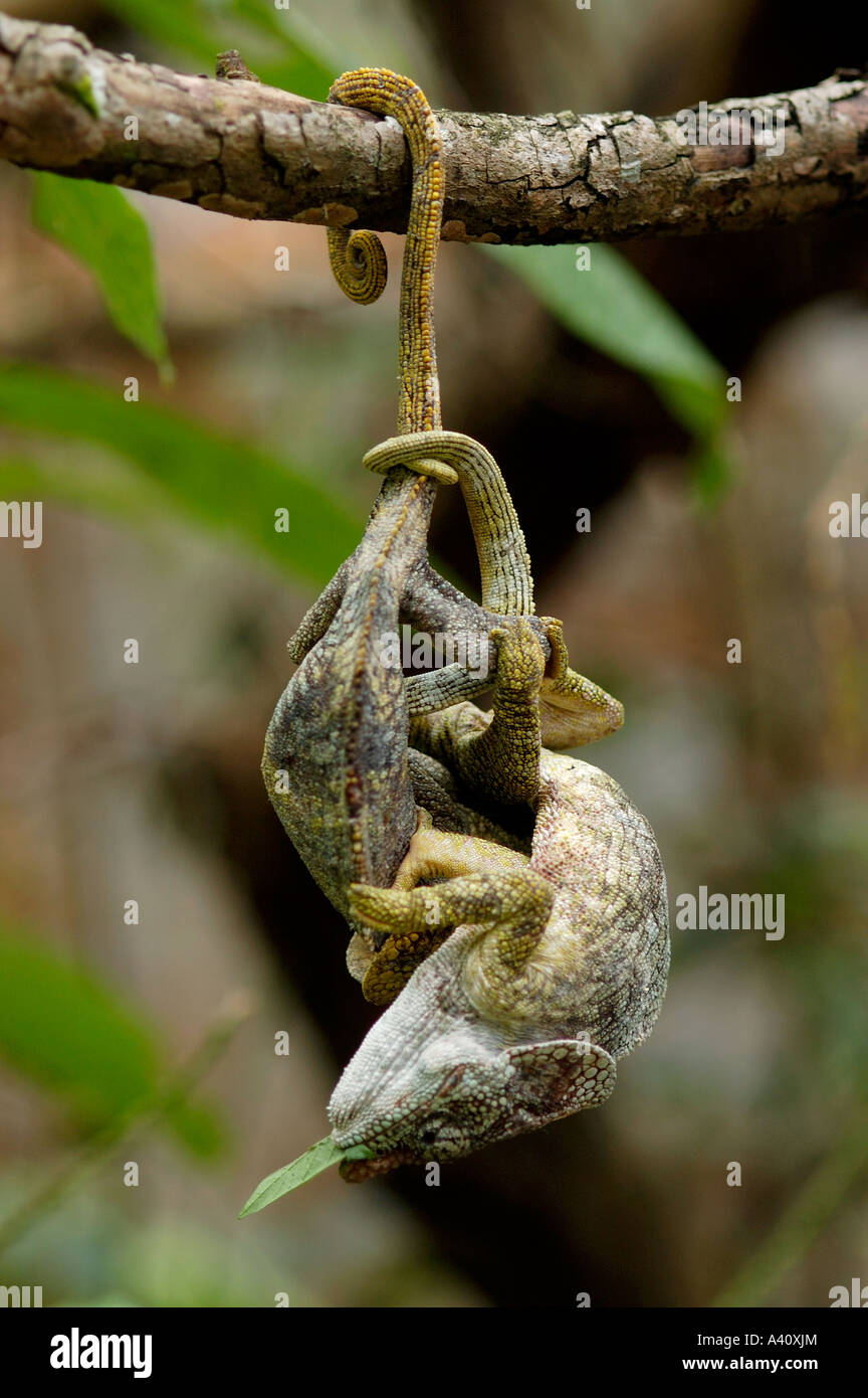 La lutte contre l'un est de caméléons Madagascar accroché à une branche par la queue l'autre est accroché sur le caméléon Banque D'Images