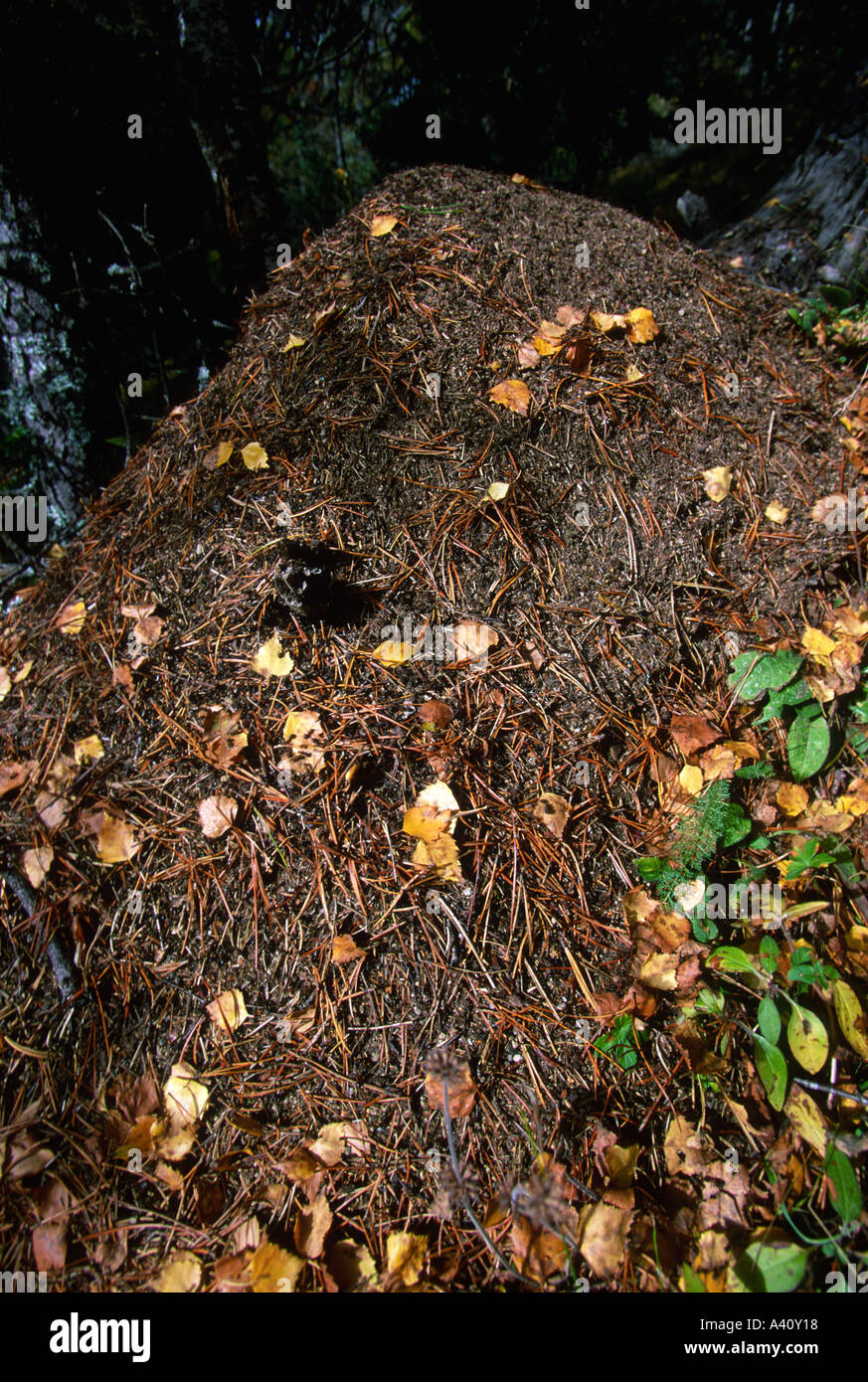 Fourmilière de fourmis Formica rufa, Wod Banque D'Images