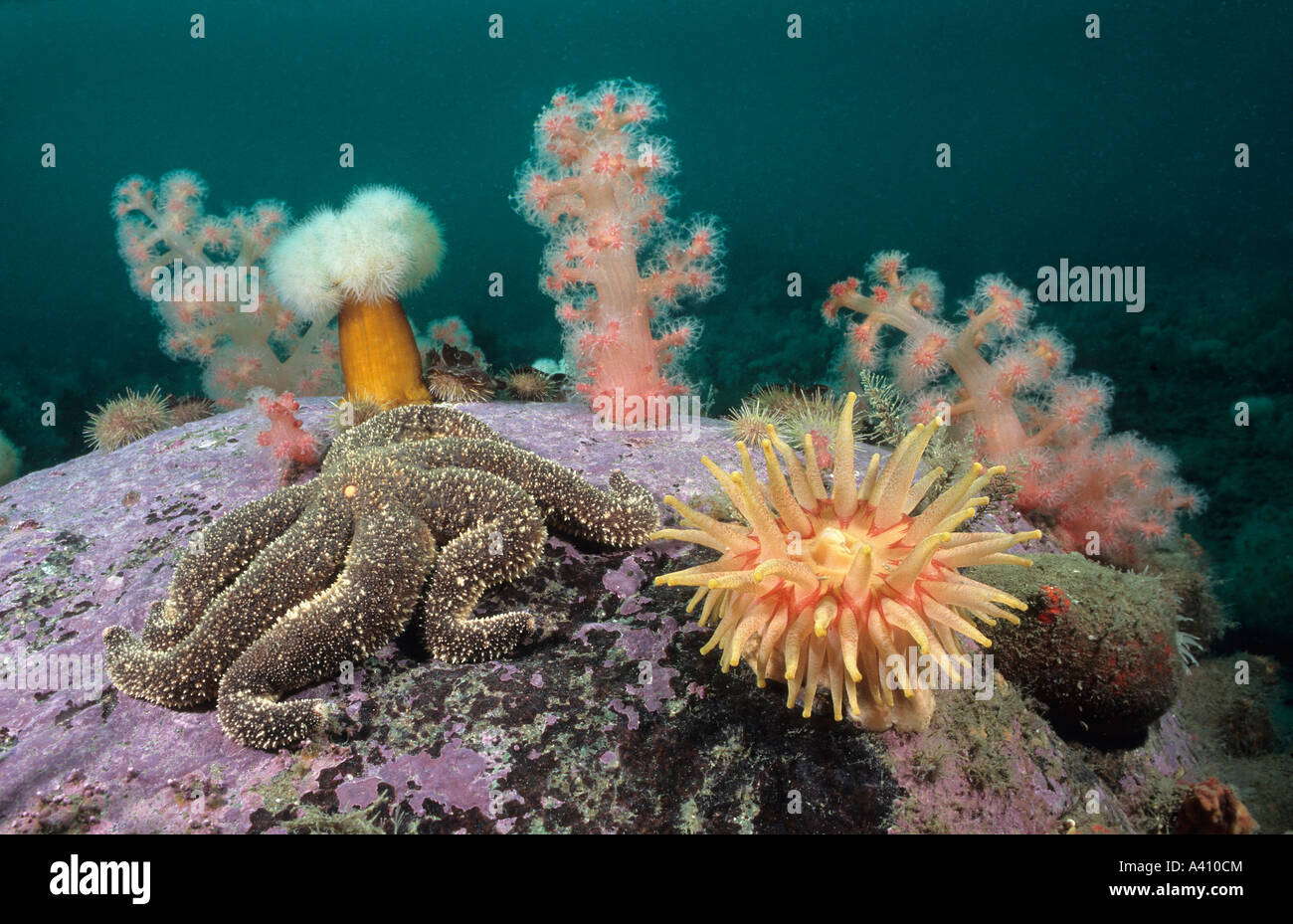 Les anémones, coraux mous et sous l'étoile de mer dans l'estuaire du Saint-Laurent au Canada Banque D'Images