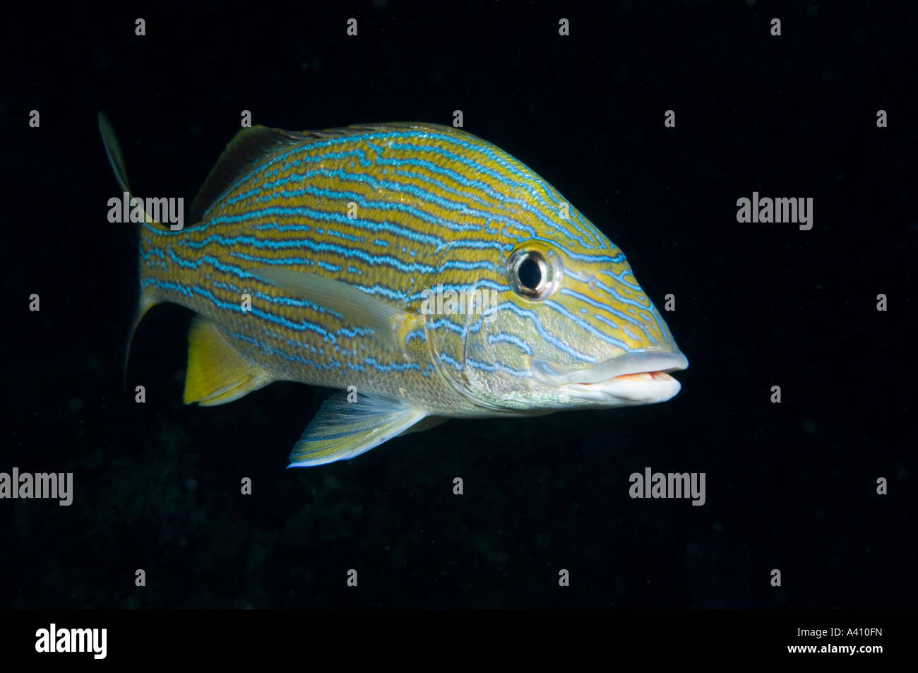 Bluestriped sur grunt de coraux à l'île de Bonaire dans les Caraïbes Banque D'Images