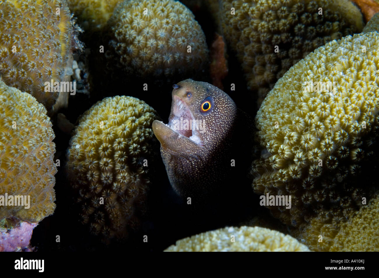 Goldentail Moray sur les récifs coralliens à l'île de Bonaire dans les Caraïbes Banque D'Images