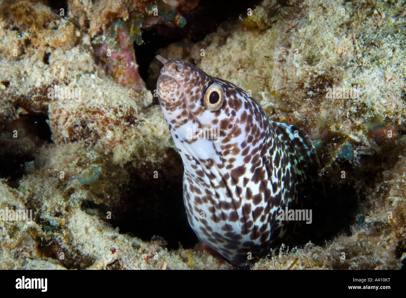 Murène tachetée sur les récifs coralliens à l'île de Bonaire dans les Caraïbes Banque D'Images
