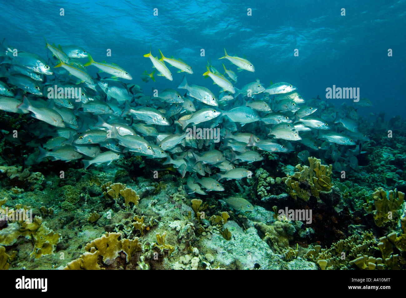 L'École de l'acajou des daurades sur les récifs coralliens à l'île de Bonaire dans les Caraïbes Banque D'Images