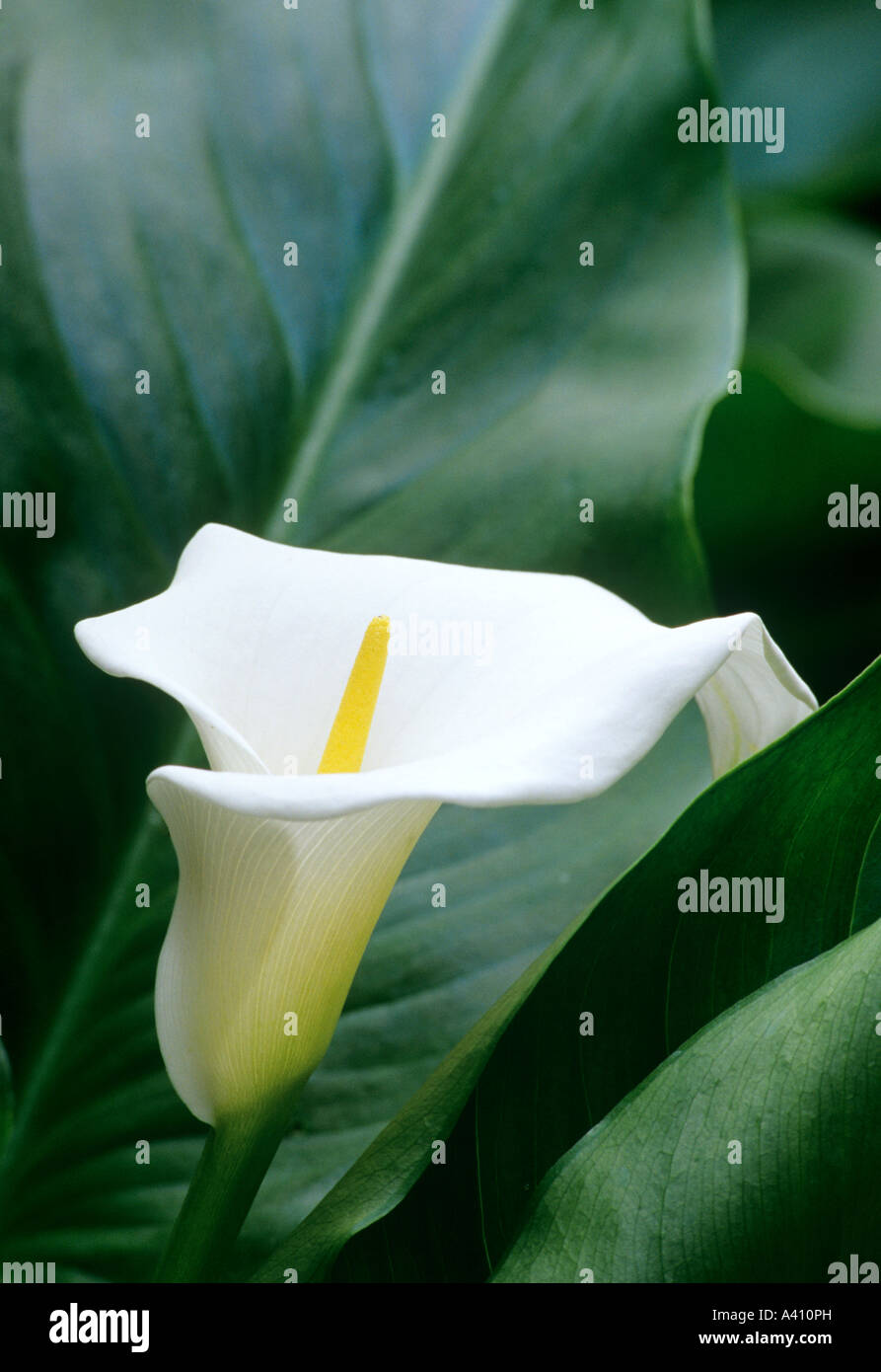 Ou d'arum Lily of the Nile Zantedeschia aethiopica Crowborough Banque D'Images