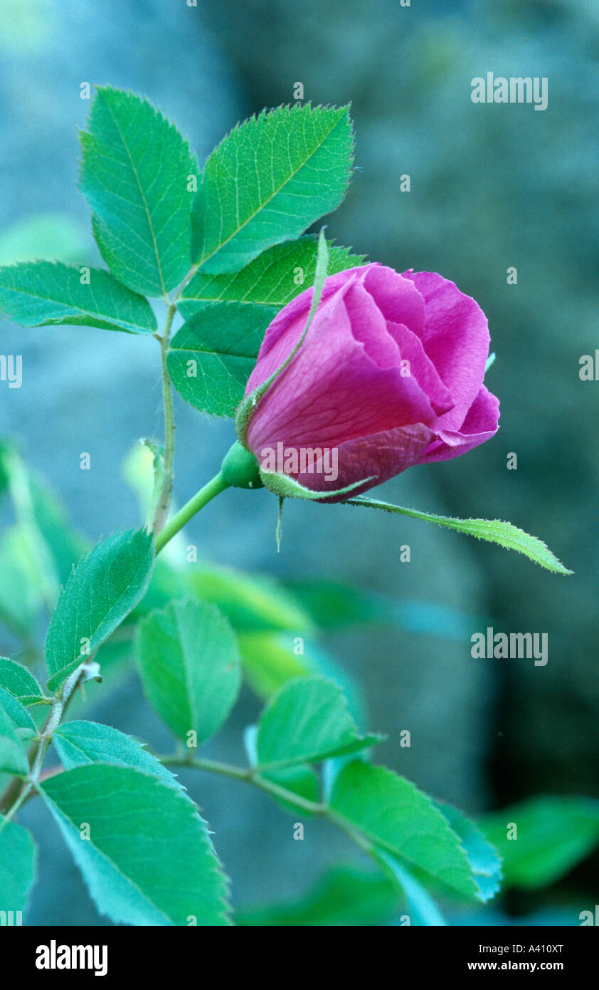 Bois rose Rosa woodsii dans Colorado USA nommé d'après le botaniste Joseph Woods Banque D'Images