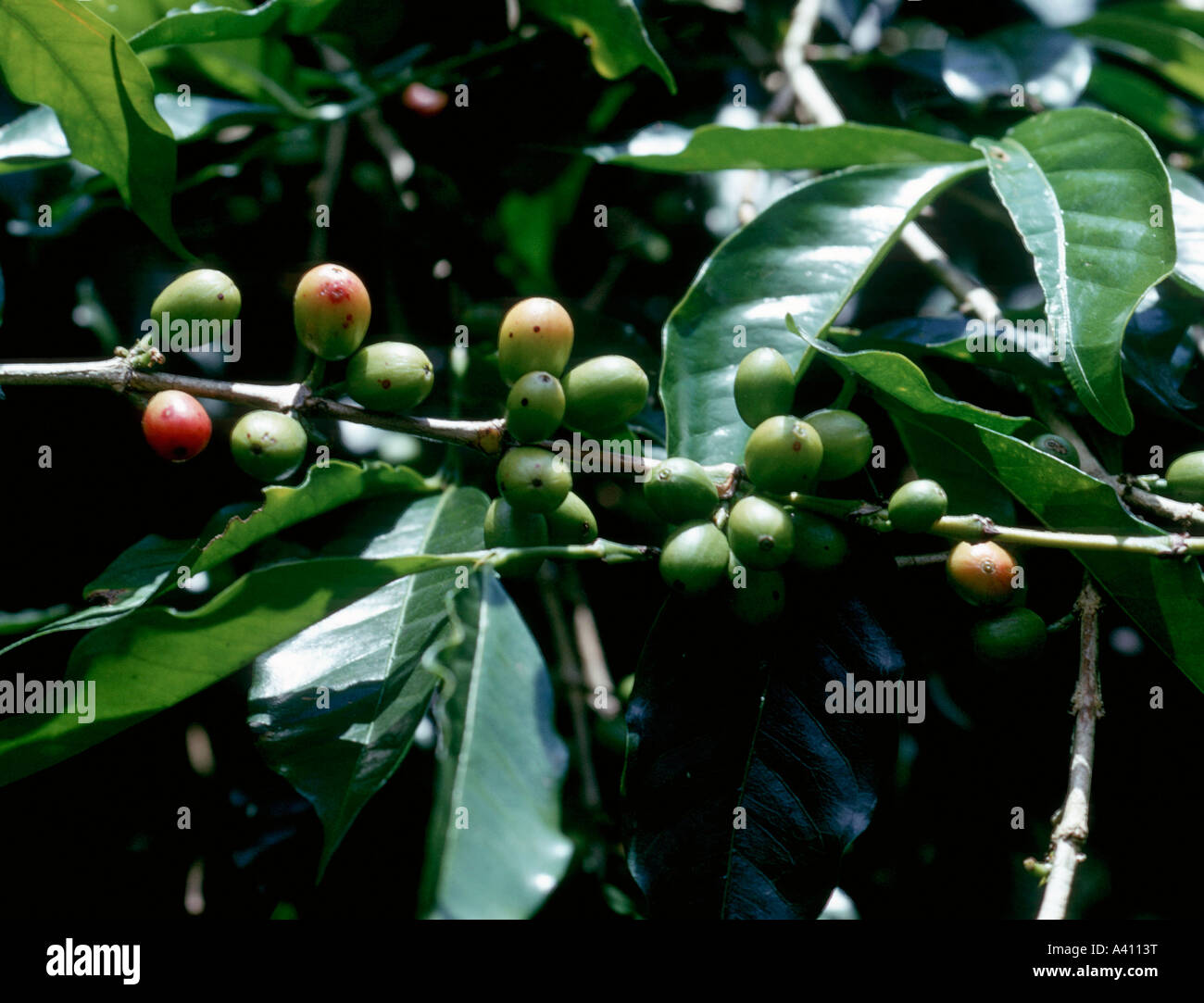 Le café, Coffea arabica, des fruits appelés "cerises" Banque D'Images