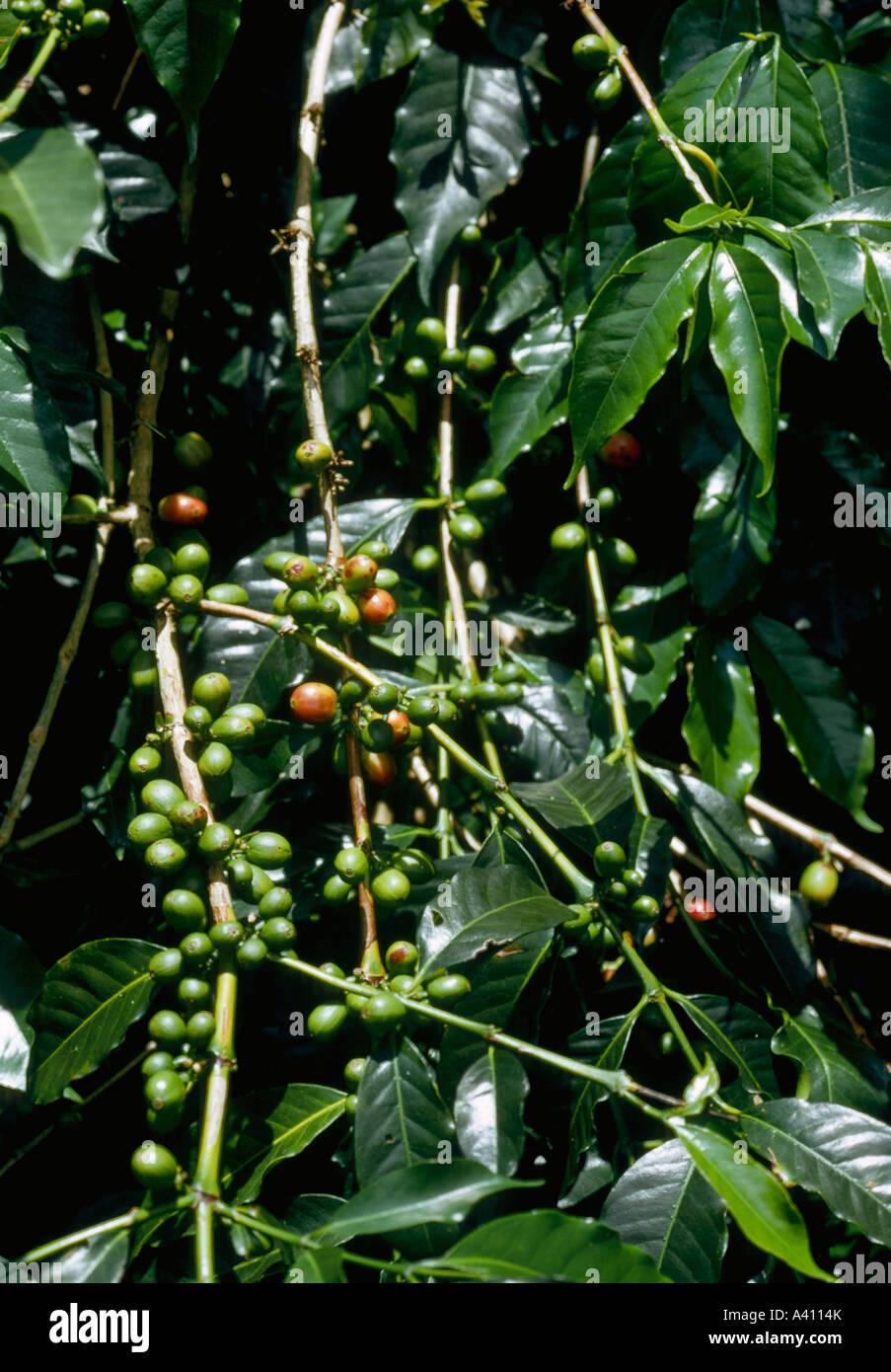 Le café, Coffea arabica, des fruits appelés "cerises" Banque D'Images