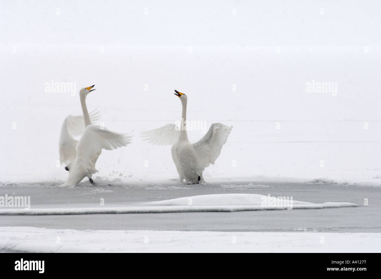 Les cygnes chanteurs Cygnus cygnus faire la cour à la première lumière sur le lac gelé en partie Hokkaido au Japon Banque D'Images