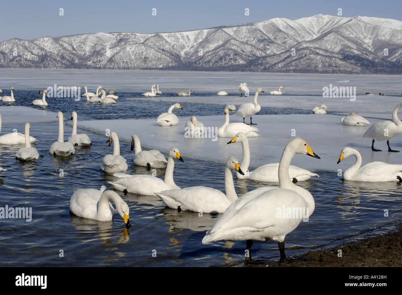 Les cygnes chanteurs (Cygnus cygnus à la première lumière sur le lac gelé en partie le Parc National Akan Hokkaido Kussharo Japon Banque D'Images